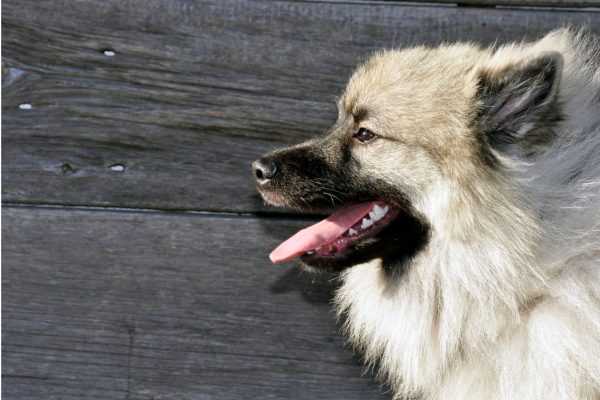 keeshond-nemecky-vlci-spic